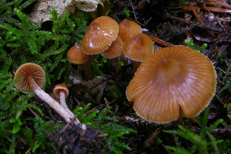 Un Cortinarius....aguzzo.